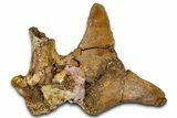 Fossil Dinosaur Bone Fragments in Sandstone - Wyoming #370688-1